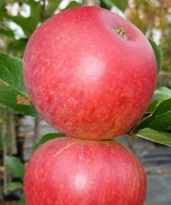 Roots Plants Worcester Pearmain Apple Tree Fruits