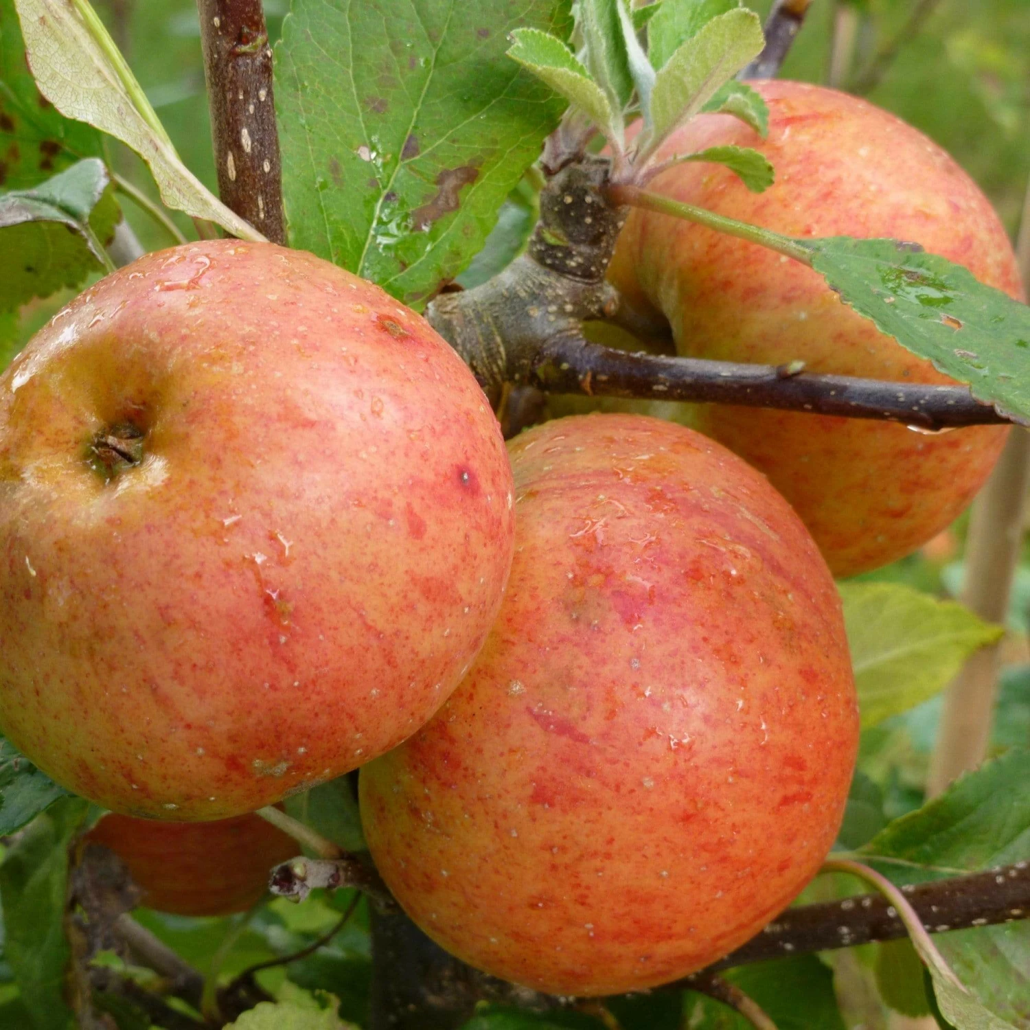 Roots Plants Fruits Sunset Apple Tree 4 Roots Plants Fruits Sunset Apple Tree