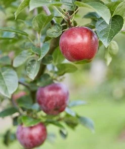 Roots Plants Spartan Apple Tree 8 Roots Plants Spartan Apple Tree