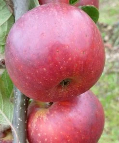 Roots Plants Red Windsor Apple Tree Fruits