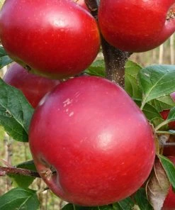 Roots Plants Red Devil Apple Tree Fruits