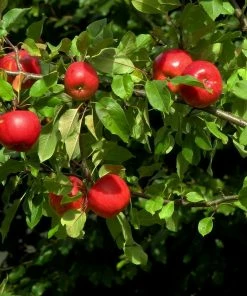 Roots Plants Fruits Katy Apple Tree