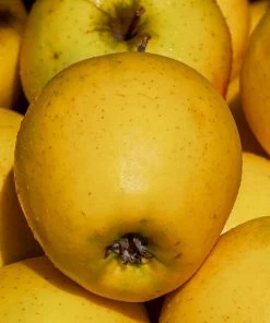 Roots Plants Golden Delicious Apple Tree Fruits