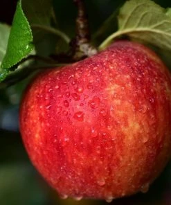 Roots Plants Mini Orchard Collection | Apple, Cherry & Plum Fruits 9 Roots Plants Mini Orchard Collection | Apple, Cherry & Plum Fruits