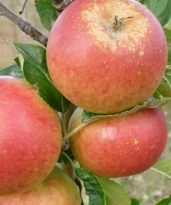 Roots Plants Fruits Cox's Orange Pippin Apple Tree