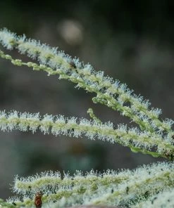 Roots Plants Trees & Shrubs Sweet Chestnut Tree | 3L Pot
