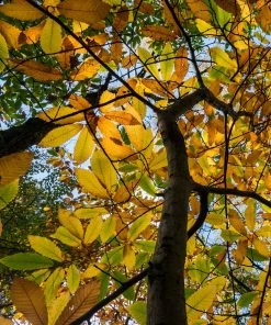 Roots Plants Trees & Shrubs Sweet Chestnut Tree | 3L Pot