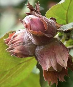 Roots Plants Trees & Shrubs Purple Filbert' Hazel Tree