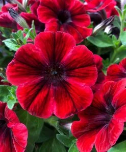 Roots Plants 20cm Petunia Sweetunia 'Fiona Flash' | 1L Pot Petunias