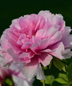 Roots Plants Peony'Dr Alexander Fleming' | 3L Pot