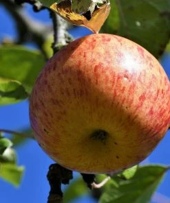 Roots Plants Fortune' Apple Tree Fruits
