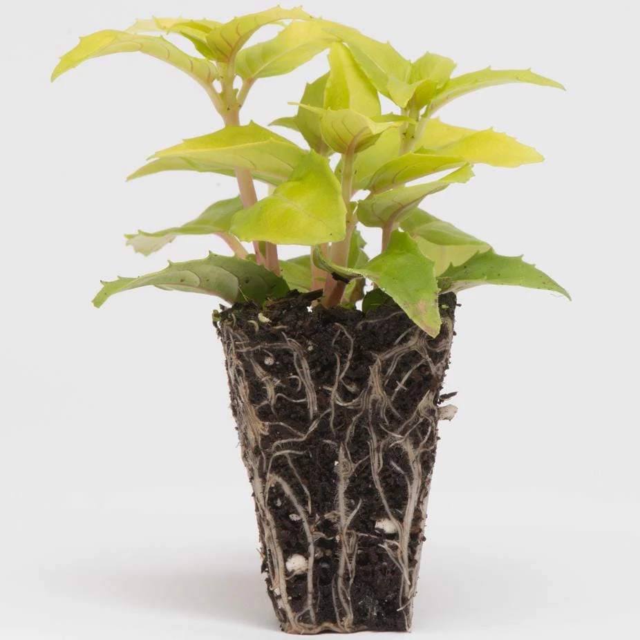 Roots Plants Fuchsia Southern Belle 'Pink Marshmallow' Jumbo Plug Plants Fuchsias 6 Roots Plants Fuchsia Southern Belle 'Pink Marshmallow' Jumbo Plug Plants Fuchsias