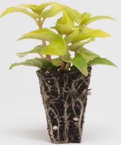 Roots Plants Hardy Fuchsia 'Alice Hoffman' Jumbo Plug Plants Fuchsias
