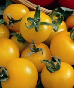 Roots Plants Salad Plants 15 Organic Colourful Tomato Plants