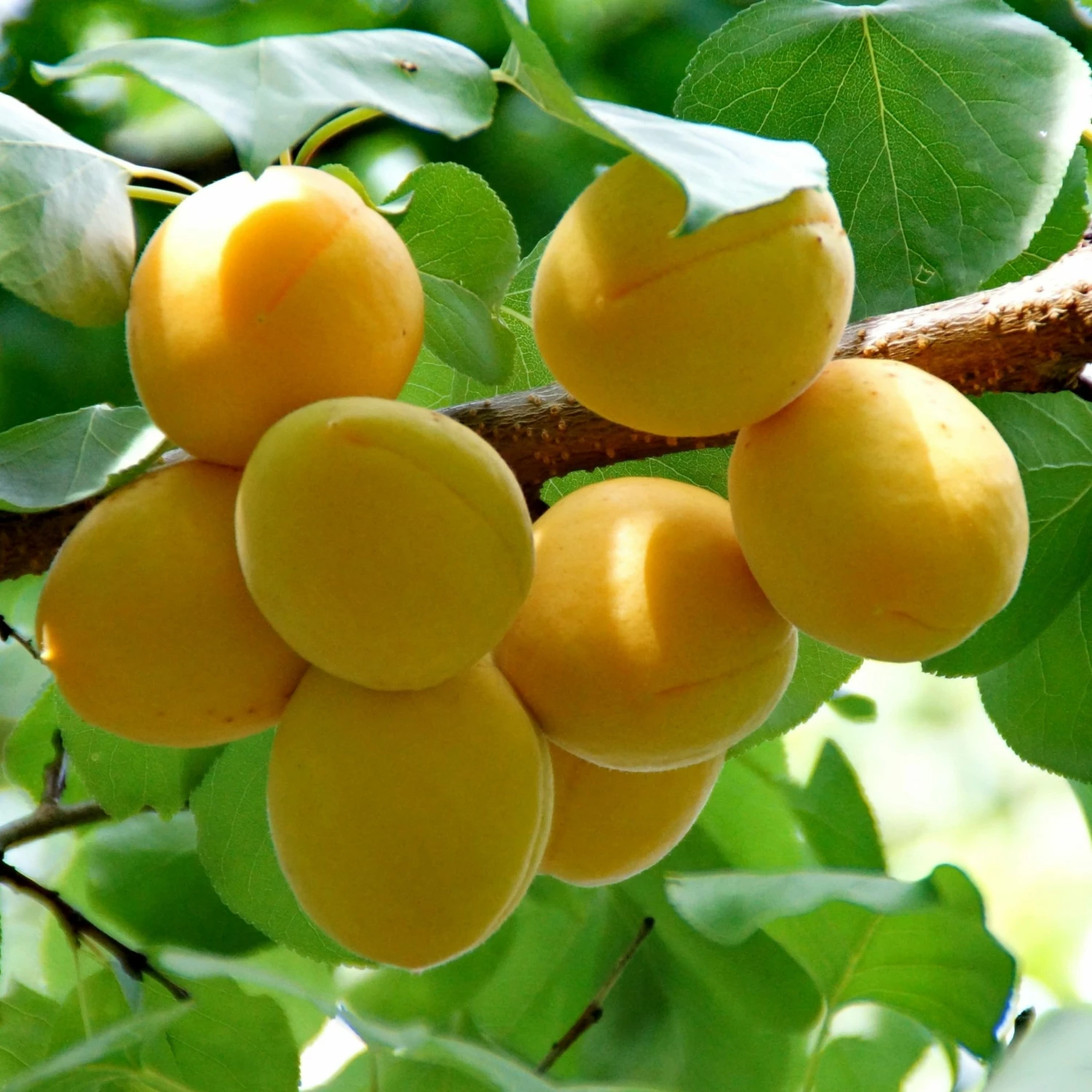 Roots Plants Golden Glow Apricot Tree Fruits 3 Roots Plants Golden Glow Apricot Tree Fruits