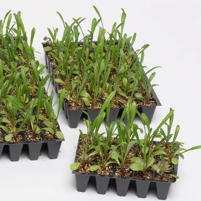 Roots Plants Geraniums & Pelargoniums 40 Geranium Palladium 'Candy Floss' Collection Plug Plants 6 Roots Plants Geraniums & Pelargoniums 40 Geranium Palladium 'Candy Floss' Collection Plug Plants