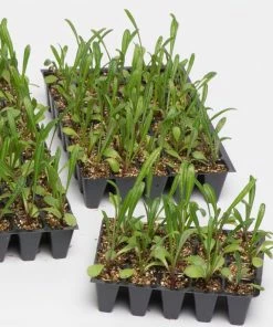 Roots Plants All Annual Bedding 40 Mixed Marigold 'French Fancy' Plug Plants