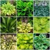 Roots Plants Perennials Hosta Collection | 6 X 1L Pots 2 Roots Plants Perennials Hosta Collection | 6 X 1L Pots