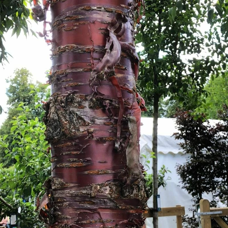 Roots Plants Single Stem Tibetan Cherry Tree | Prunus Serrula 4 Roots Plants Single Stem Tibetan Cherry Tree | Prunus Serrula