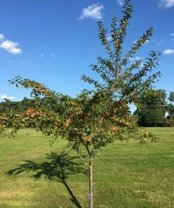 Roots Plants Mirabelle De Nancy Plum Tree