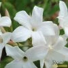Roots Plants Common Jasmine | Jasminum 'Officinale' | On A 90cm Cane In A 3L Pot