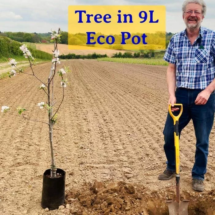 Roots Plants Trees & Shrubs Japanese Katsura Tree | Cercidiphyllum Japonicum 5 Roots Plants Trees & Shrubs Japanese Katsura Tree | Cercidiphyllum Japonicum