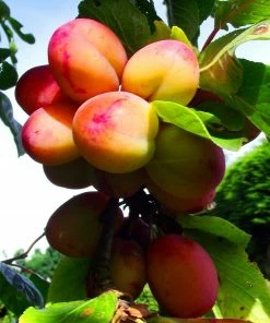 Roots Plants Jubilee Plum Tree Fruits