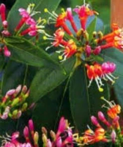 Roots Plants Honeysuckle 'Henryi' | Lonicera Japonica | On A 90cm Cane In A 3L Pot