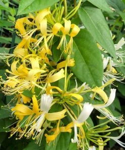 Roots Plants Honeysuckle 'Similis Var. Delavayi' | Lonicera Similis | On A 90cm Cane In A 3L Pot