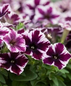 Roots Plants 20cm Petunia 'Miss Marvelous' | 1L Pot