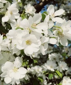 Roots Plants Montreal Beauty' Crabapple Tree