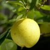 Roots Plants '20th Century' Japanese Pear Tree | Nashi Pear Fruits