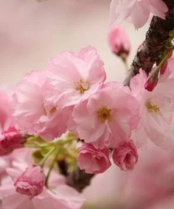 Roots Plants Trees & Shrubs Kurilensis Ruby' Cherry Blossom Tree | Prunus Nipponica