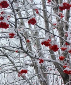 Roots Plants Mountain Ash Rowan Tree | Sorbus Aucuparia Trees & Shrubs