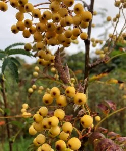 Roots Plants Trees & Shrubs Joseph Rock Rowan Tree | Sorbus