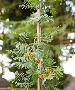 Roots Plants Trees & Shrubs Joseph Rock Rowan Tree | Sorbus