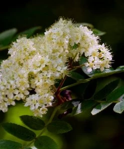 Roots Plants Vilmorinii Rowan Tree | Sorbus
