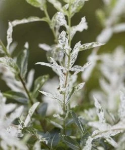 Roots Plants Flamingo Willow | Salix Integra Hakuro Nishiki | 4ft Patio Tree 15 Roots Plants Flamingo Willow | Salix Integra Hakuro Nishiki | 4ft Patio Tree