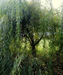 Roots Plants Golden Weeping Willow Tree | Salix Chrysocoma