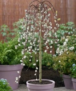 Roots Plants Kilmarnock Dwarf Weeping Willow Tree | Salix Caprea