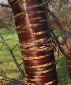 Roots Plants Single Stem Tibetan Cherry Tree | Prunus Serrula 9 Roots Plants Single Stem Tibetan Cherry Tree | Prunus Serrula
