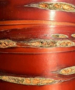 Roots Plants Single Stem Tibetan Cherry Tree | Prunus Serrula 10 Roots Plants Single Stem Tibetan Cherry Tree | Prunus Serrula