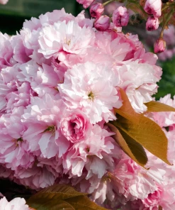 Roots Plants Pink Perfection Cherry Blossom Tree Trees & Shrubs