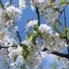 Roots Plants Great White Cherry Blossom Tree | Prunus 'Tai-Haku'