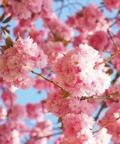 Roots Plants Trees & Shrubs Cheal's Weeping Cherry Blossom Tree | Prunus 'Kiku-Shidare'