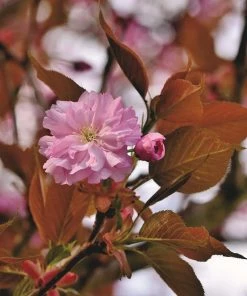 Roots Plants Japanese Cherry Blossom Tree | Prunus Serrulata 'Kanzan'