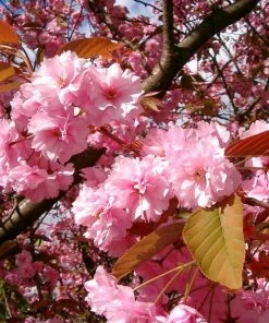 Roots Plants Japanese Cherry Blossom Tree | Prunus Serrulata 'Kanzan'
