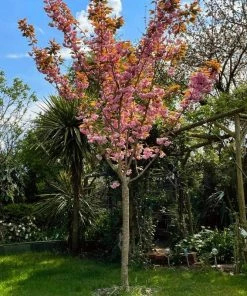 Roots Plants Japanese Cherry Blossom Tree | Prunus Serrulata 'Kanzan'