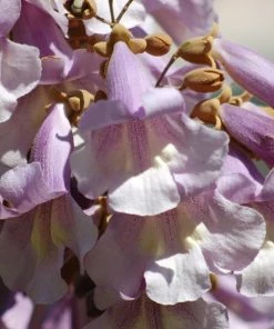 Roots Plants Foxglove Tree | Paulownia Tomentosa