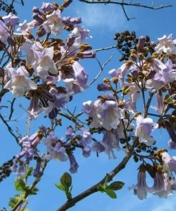 Roots Plants Foxglove Tree | Paulownia Tomentosa